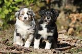 BERGER AUSTRALIEN PUPPIES 151